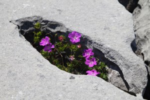 The Burren.  Flowering plant growing in grike.