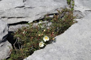The Burren.  Flowering plant