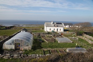 Melissa Gillan's grarden Inis Mor