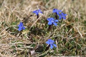 Inis Mor. Teampull Bheanáin.  Spring gentian