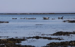 Inis Mor. Seal colony