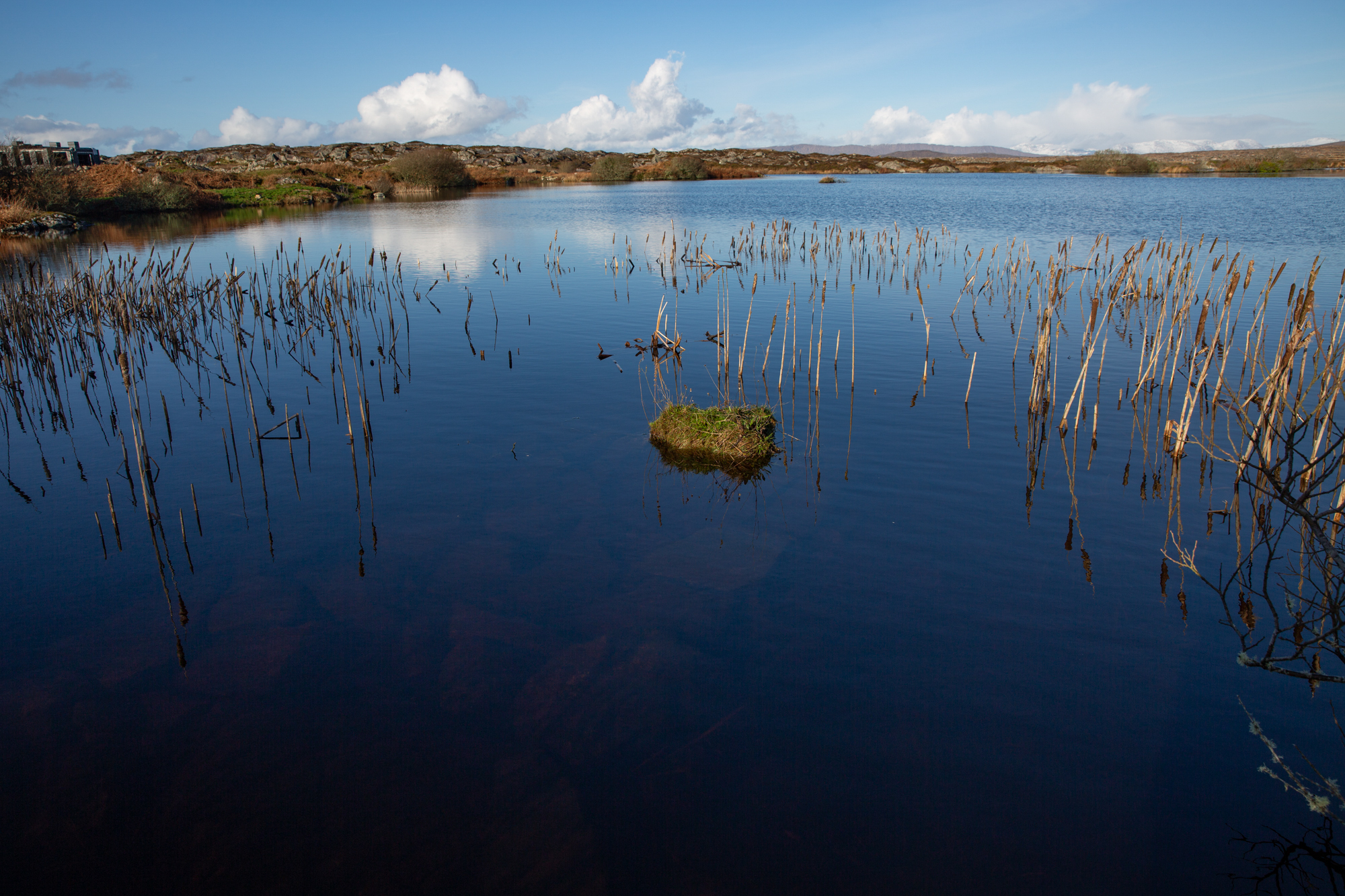 Lough Awalia, Gorumna Island.  Bulrushes in ice,.